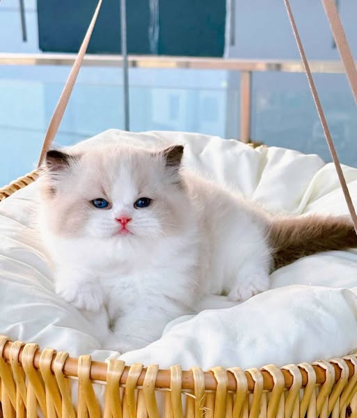 Ragdoll