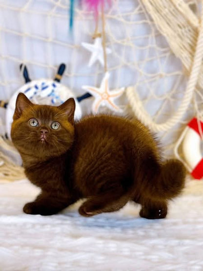 British Shorthair
