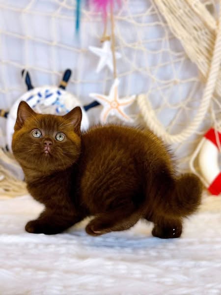 British Shorthair