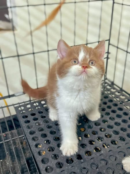 British Shorthair