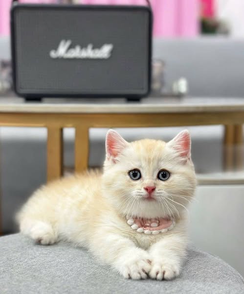 Munchkin