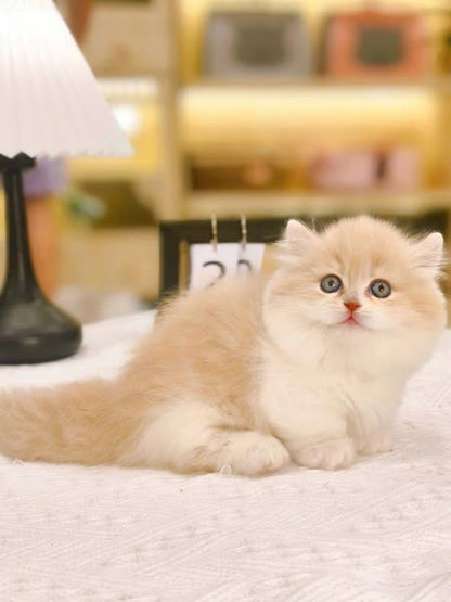 Munchkin Longhair