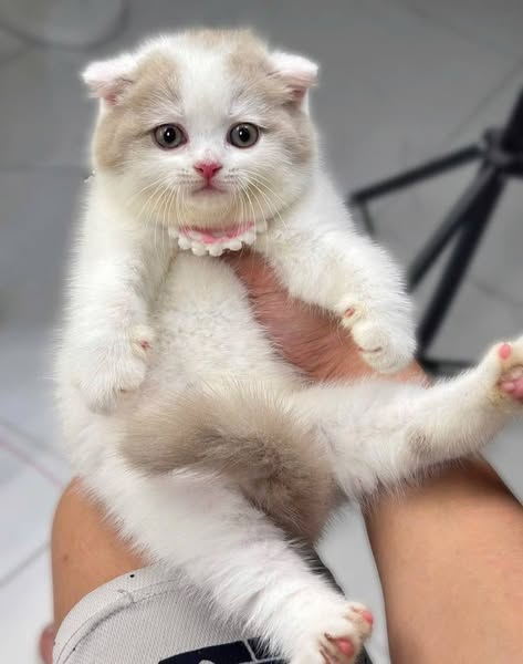 Scottish Fold
