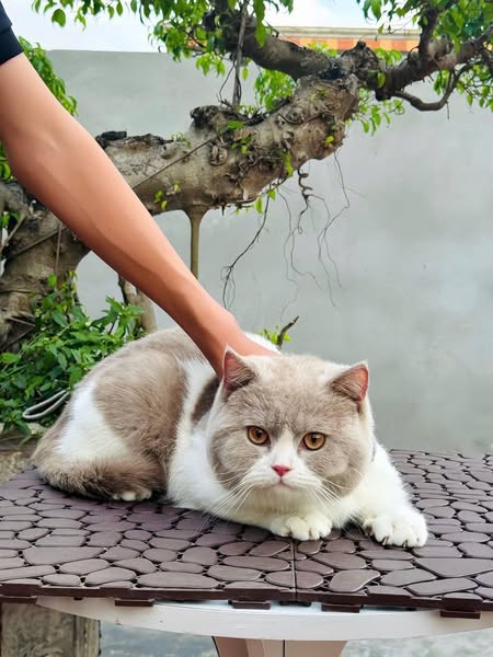 British Shorthair