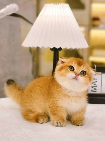 Munchkin Fold