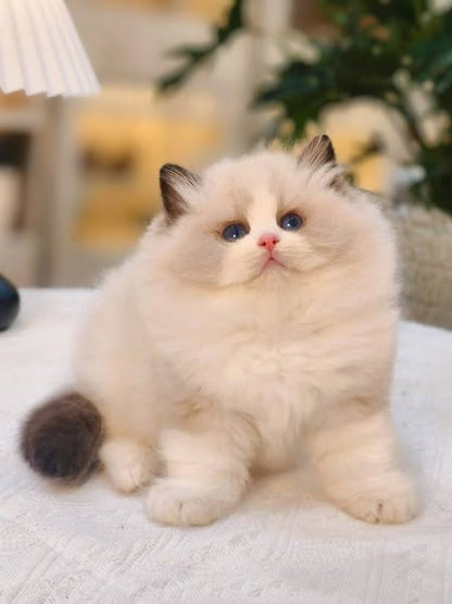 Ragdoll