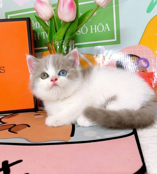 Munchkin