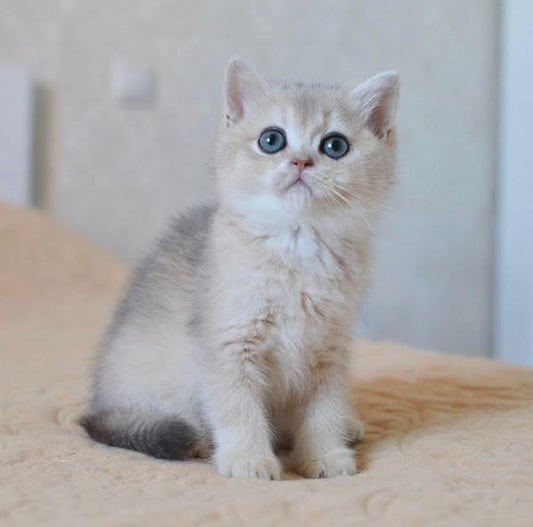 British Shorthair