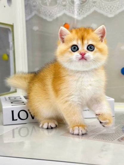 British Shorthair