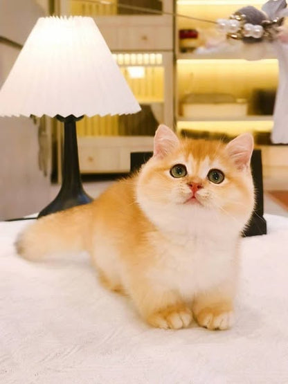 Munchkin