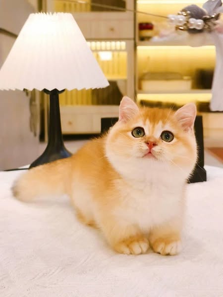 Munchkin