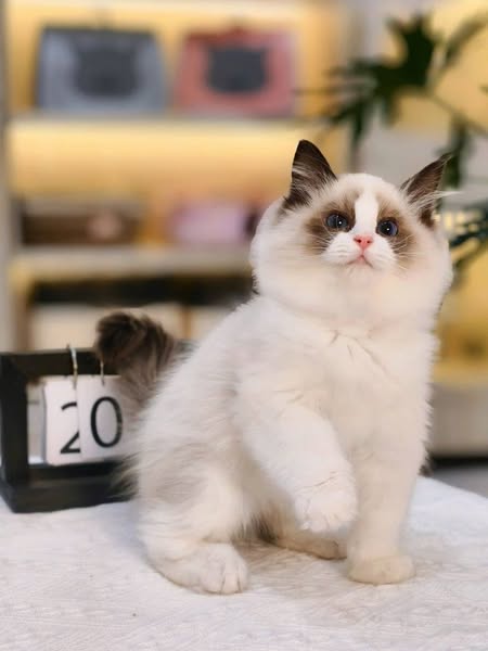 Ragdoll