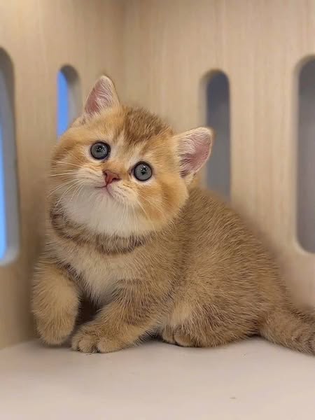 British Shorthair
