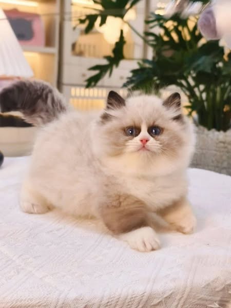 Ragdoll
