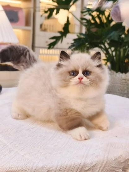 Ragdoll