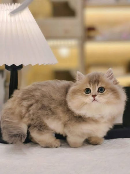 Munchkin Longhair