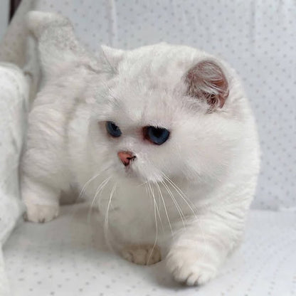 Munchkin