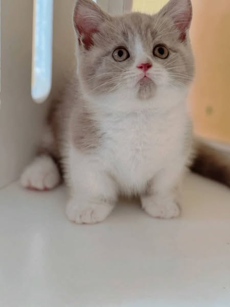 Munchkin