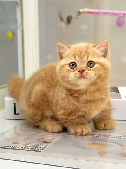 Munchkin