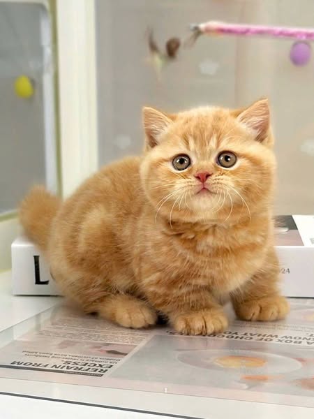 Munchkin