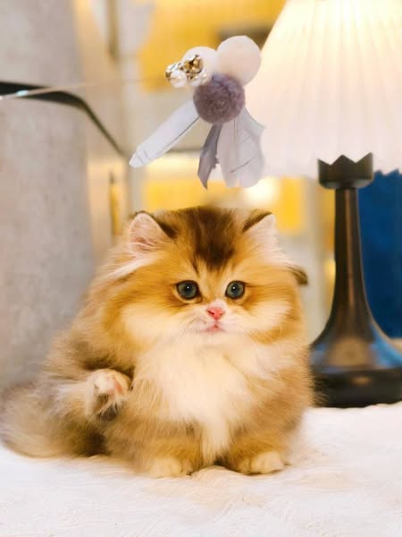 Munchkin Longhair