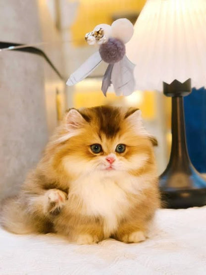 Munchkin Longhair