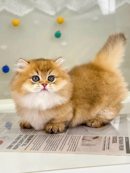 Munchkin Longhair