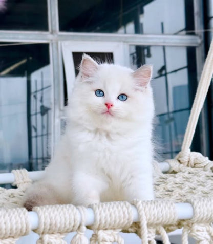Ragdoll