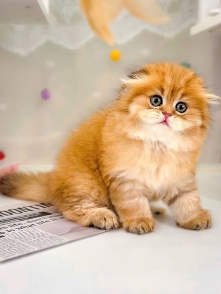 Scottish Fold