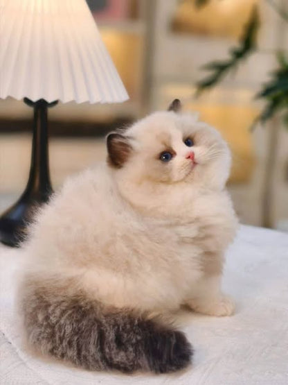 Ragdoll