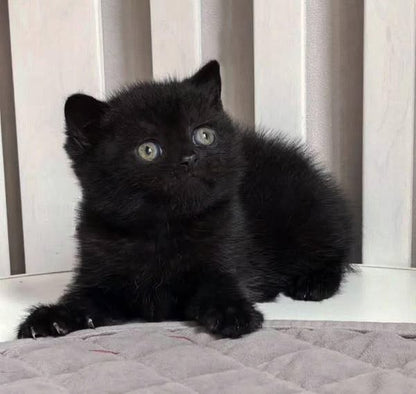 British Shorthair
