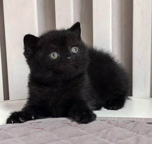 British Shorthair