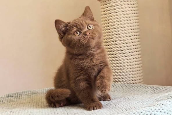 British Shorthair