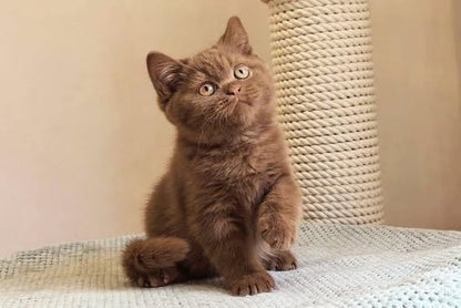 British Shorthair