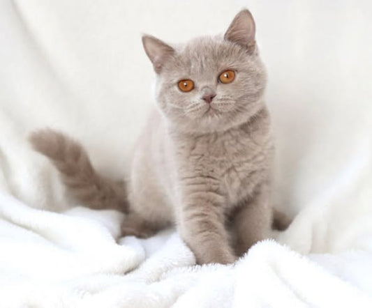 British Shorthair