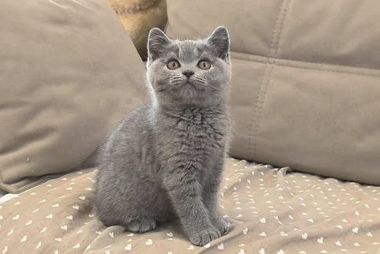British Shorthair