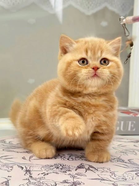 Munchkin