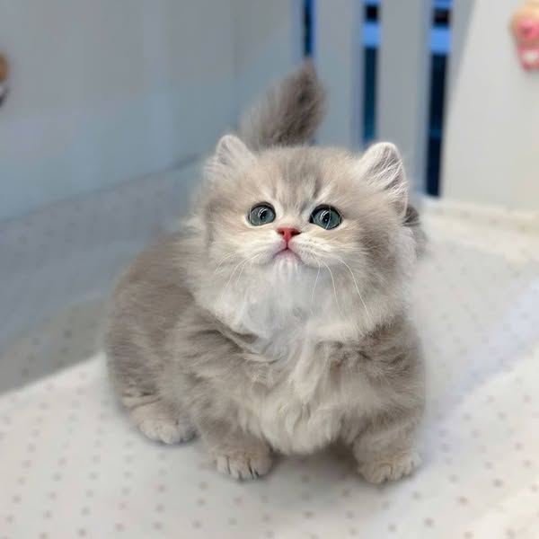 Munchkin Longhair