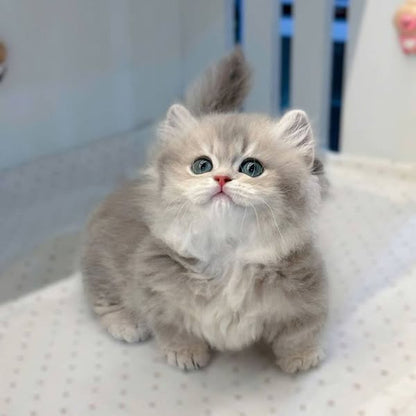 Munchkin Longhair