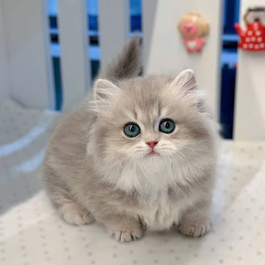 Munchkin Longhair