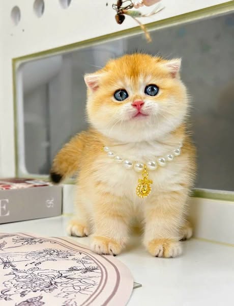 Scottish Fold