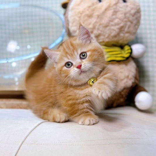 Munchkin