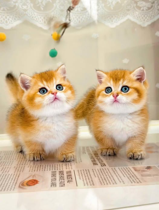 Munchkin