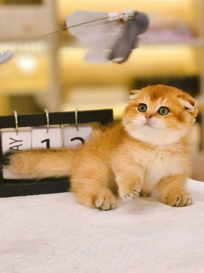 Munchkin Fold
