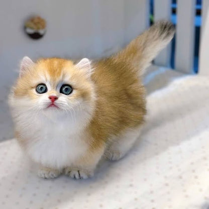 Munchkin Longhair