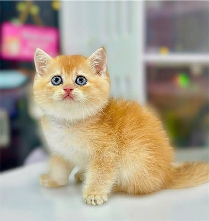 British Shorthair