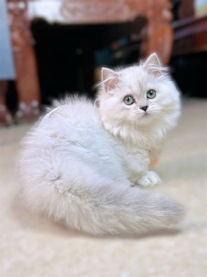 Munchkin Longhair