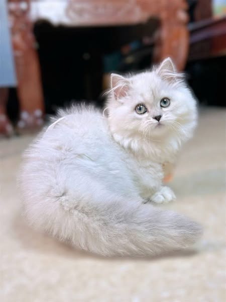 Munchkin Longhair
