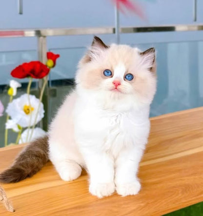 Ragdoll