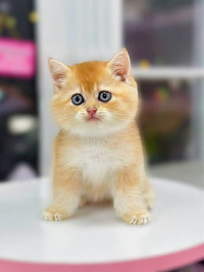 British Shorthair